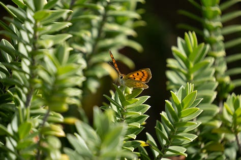 Copper butterflies (Lycaena genus, native) on Hebe elliptica (native) at Matakaea/Shag Point in East Otago, New Zealand.