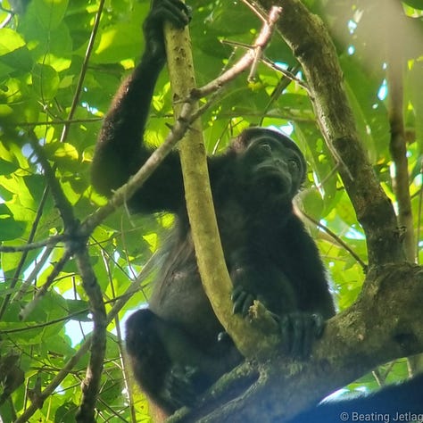 A howler monkey, scarlet macaw and tapir in Corcovado National Park