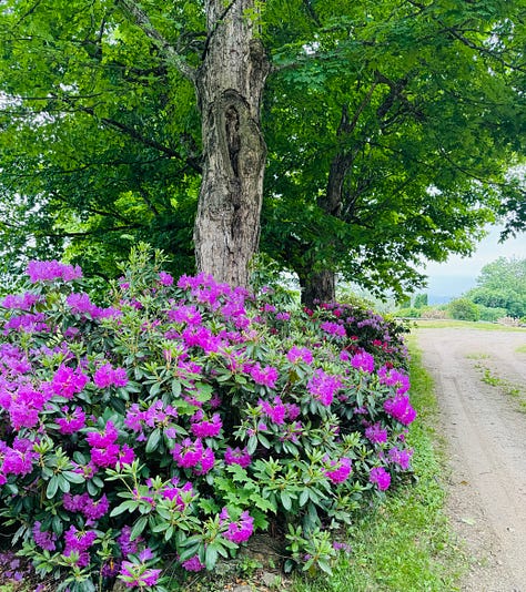 Foxglove, lupine, iris, roses, peonies, and rhododendron.