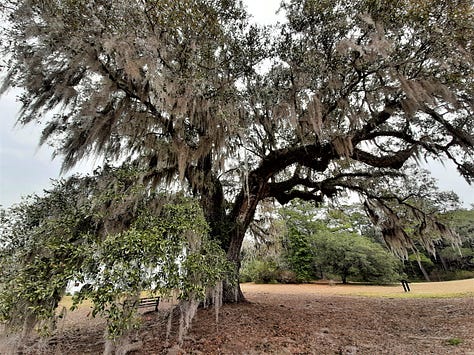 Pictures of live oak trees and their large limbs, draped with Spanish moss.