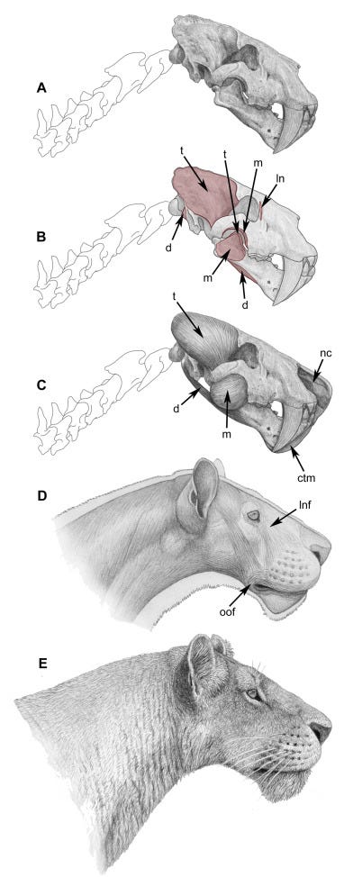 Reconstructions of Homotherium latidens (in black and white), plus a Smilodon fatalis for comparison