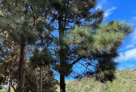 Botanical garden map and palm trees and pine trees