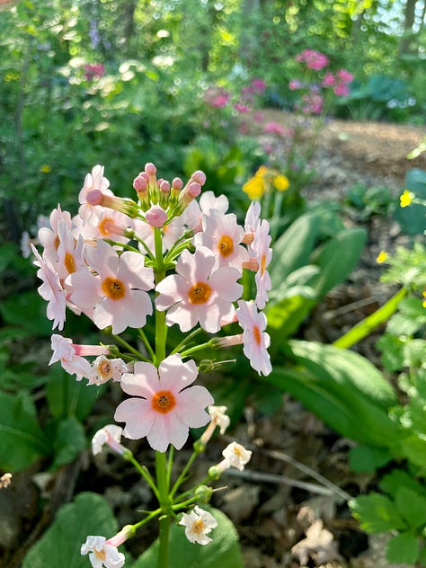 Foxgloves, various Primula, Hosta 'Drinking Gourd' and Calycanthus 'Hartledge Wine' which make up the first part of this Chip path.