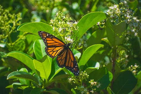 a monarch butterfly resting on a flowering plant with its wings fully spread | two bees pollinating a bird of paradise | a blooming country rose | a spider capturing a bee in its web