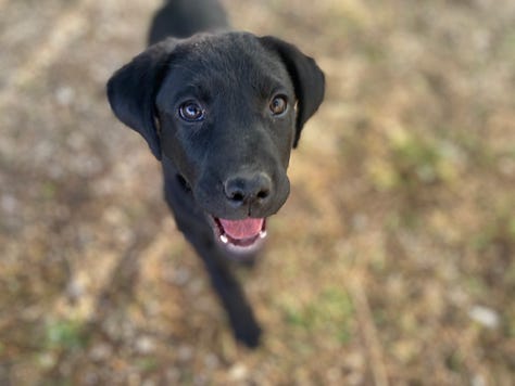 Black labrador pups