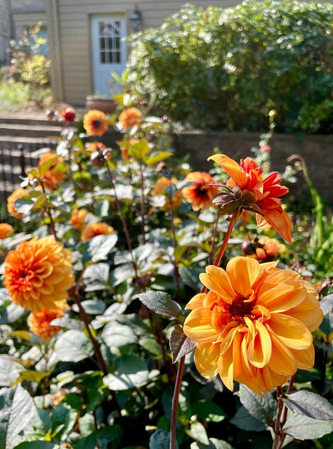 Four dahlias varieties still going strong. Center here is Snoho Doris and on the right is David Howard. The key for dahlias for me is to make sure that I give them continuous water throughout the season. When they sit dry, they do not bloom. It is easier to do this in the productive garden.