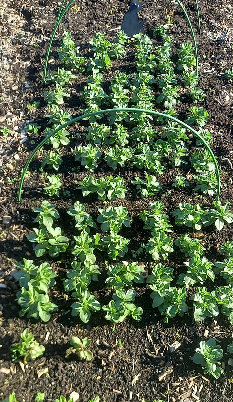 A view of Hay Bluff. Field Beans. Purple Sprouting Broccoli