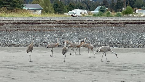A picture of a white van next to the ocean, a picture of Liz inside a glacial ice cave, a picture of sandhill cranes on the beach in Alaska