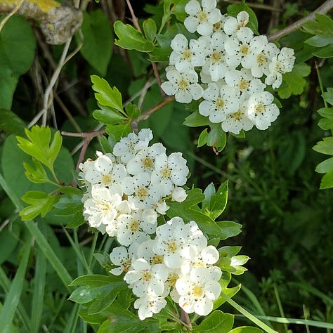 Images of hawthorn blossom, big clusters of creamy white flowers against bright green leaves, little snippets of the glorious show the trees put on for us this year