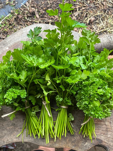 Freshly harvested and bundled rosemary, parsley and chard.