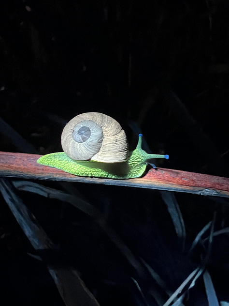 biolflourescent animals glowing different colours, including a possum, snail and bird of prey