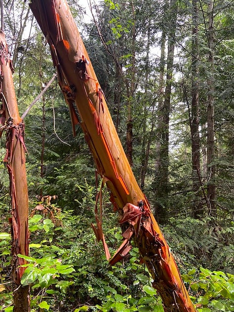 Madrone tree, rhodendron, leopard slug