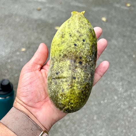 The first image shows a pawpaw the size of a woman's hand. It is exceptionally ripe, as noticeable by the dark spotting. The second image shows a group of three green, oval-shaped paw paw leaves. The third image shows an open palm holding two pawpaws, which are attached at the stem.