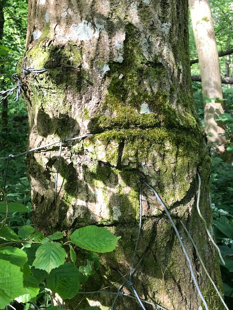 A series of close up images of trees with thick wire cutting through and into them, some with barbed pieces, evidence of the healing and growth of the tree around the wire with thickening and distortion to the bark texture and pattern.