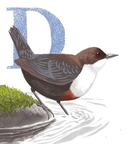 Illustrations of dipper, osprey and tern