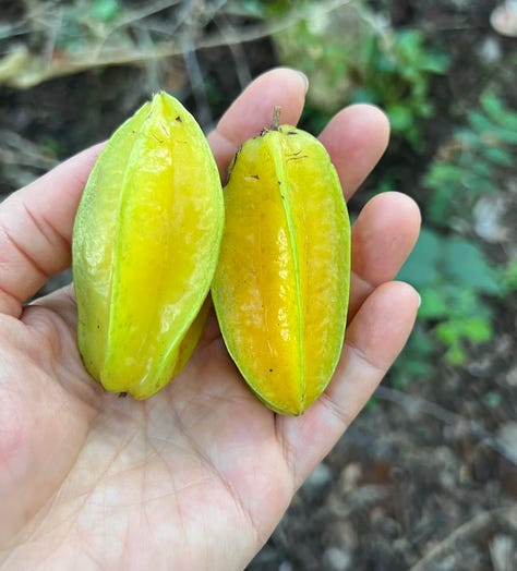 tropical fruit 