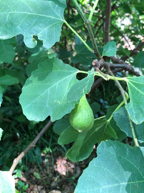 Figs shown in three photos: 1) on the tree; 2) harvested and in a purple bowl; 3) sliced in half and bright pink on the inside