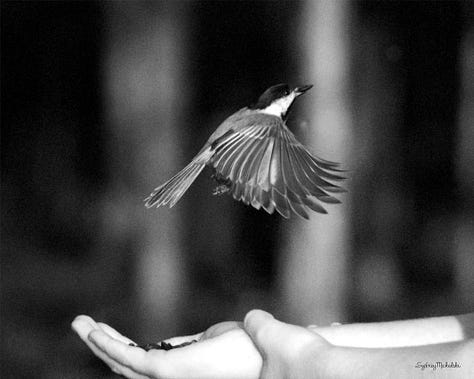 A gallery of three images features a nuthatch and chickadee hand-feeding and a chickadee in mid-flight.