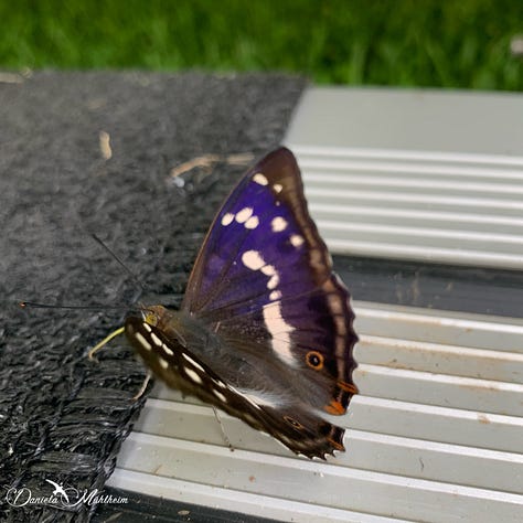 Purple Emperor