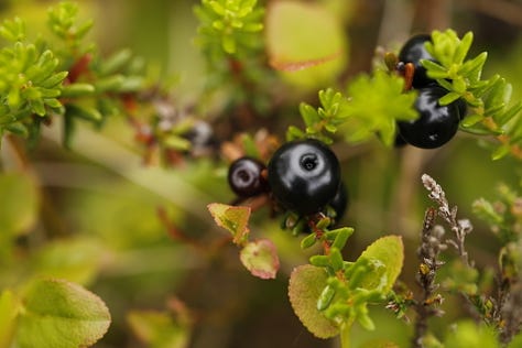 Crowberry (Empetrum nigrum) through the seasons from winter colour to summer flower and fruit