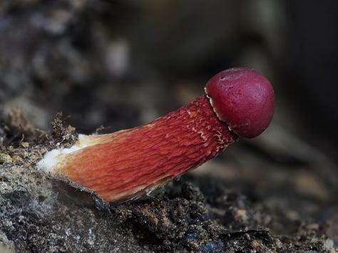 Heimioporus japonicus