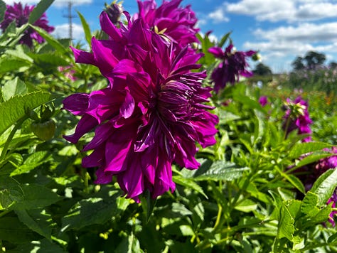A selection of the many flowers I photographed at Somerset Lavender in the village of Faulkland. They are taken on my iPhone 14. The flowers look beautiful in the glorious sunshine. Images: Roland’s Travels.