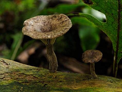 Hohenbuehelia sp. ‘Ahurriri’
