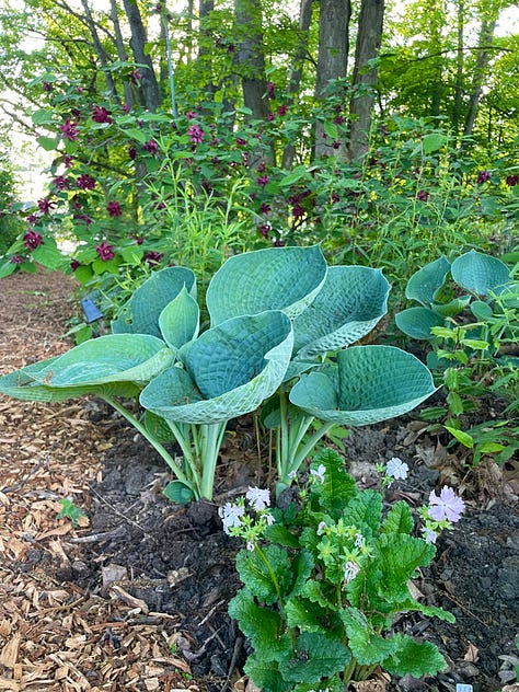 Foxgloves, various Primula, Hosta 'Drinking Gourd' and Calycanthus 'Hartledge Wine' which make up the first part of this Chip path.