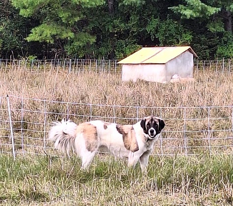 livestock guardian dog at work