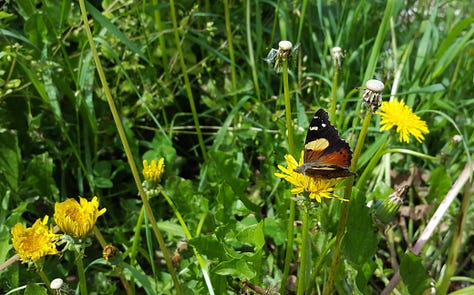 Three images of butterflies on a leek, yarrow, and dandelion flower. Butterflies are red and yellow admiral, and copper. Otago, New Zealand.