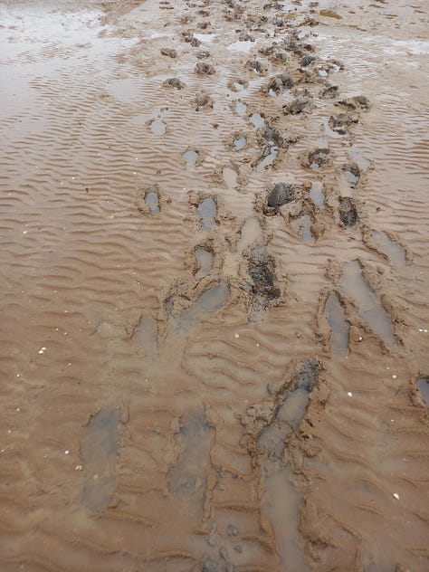 green leaf worm egg; half buried seed pillow; Andy leaning over to stake a seed pillow; person crouched in the mud; footprints through the mud sand; seagrass edges.