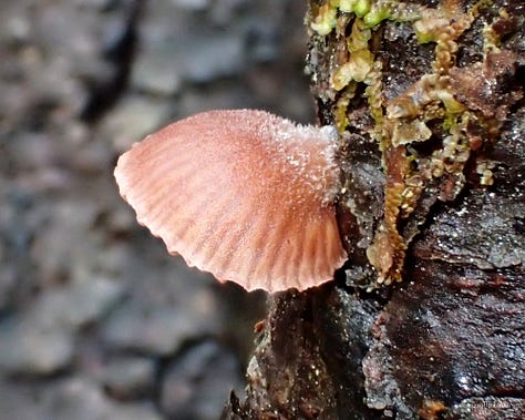 A series of three images shows a variety of forest mushroom in red, pink, and white.
