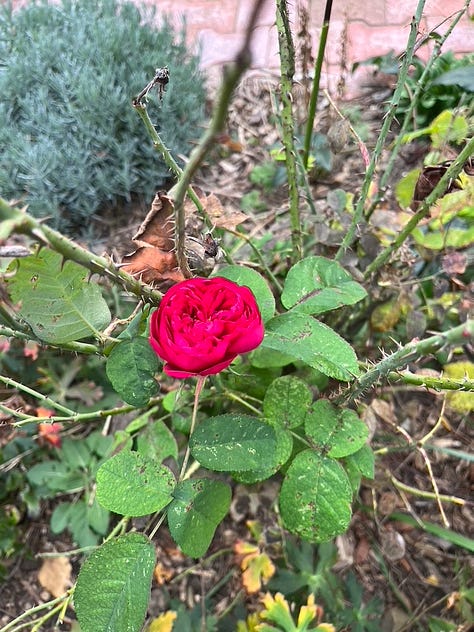 Fall foliage in my garden and neighbourhood