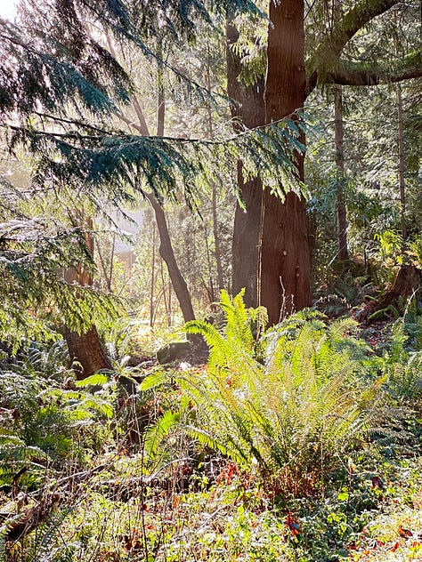 Trees, water, deer, sunrise - images of Pacific Northwest