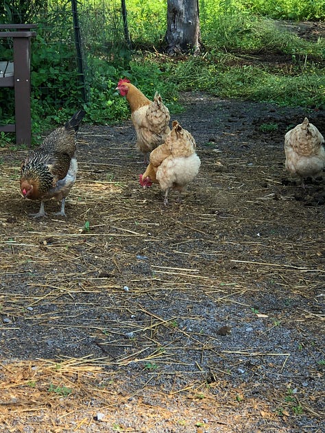 three images: 1) chickens in a barnyard, 2) a goat next to a fence, 3) another goat next to the goat house