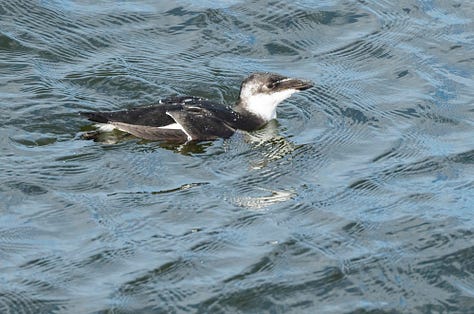 Photos of seabirds in non-breeding plumage