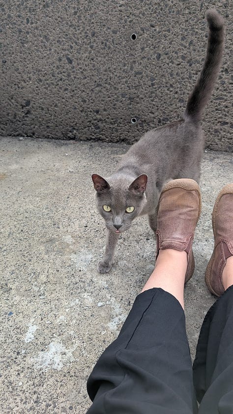 A collection of photos featuring a black kitty, a grey kitty, two orange kitties with golden eyes, a calico kitty, a white cream kitty, and the most dapper gentleman  of a cat. 