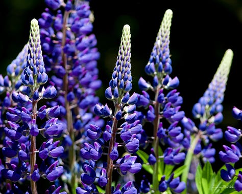 A series of three images zooms in on the purple blossoms of a wild lupine.