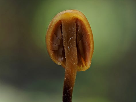 Macrocystidia sp. ‘Pennycook’