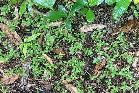 Images of tree bark and seedlings