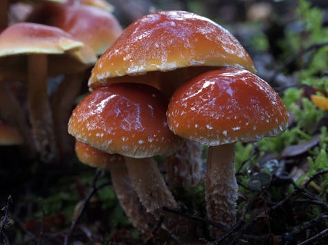 Hypholoma australianum 