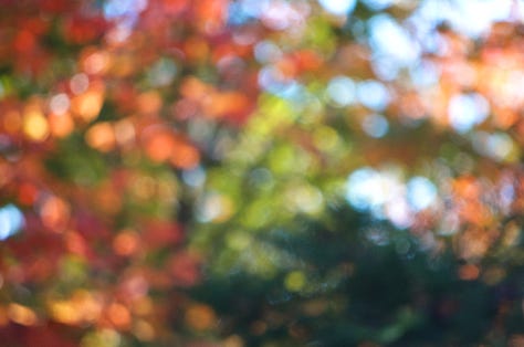 A collection of fall foliage images features: looking up at colorful treetops; a sliver of orange leaf against a dappled background; a colorful abstract of fall foliage colors.