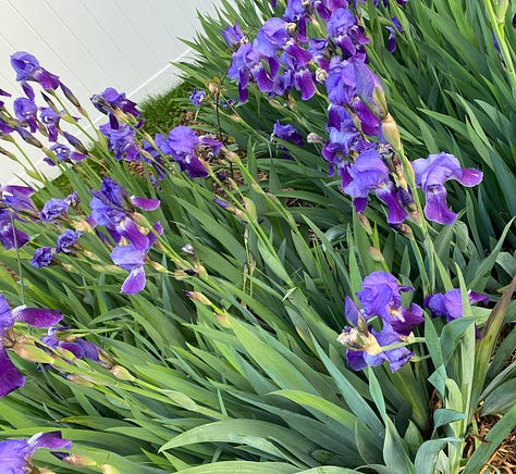 Purple irises, yellow wildflowers and pink azaleas