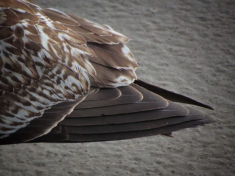 North Oregon Coast: Blue Heron, steady rain and monolith, young Western Gull, deal Seal, break between storms, feather detail