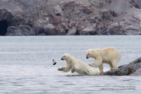 Comedy Wildlife Photography Awards 2023