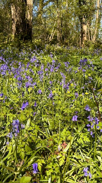 Wild Hyacinth