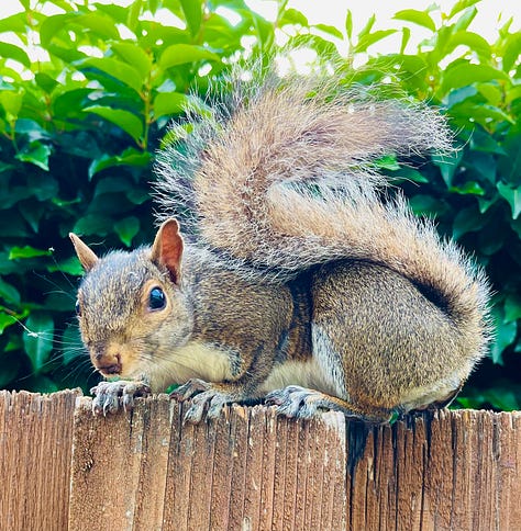 squirrel on fence looking alert, crow contemplating peanut on plywood, scrub jay perched on rim of water bowl, just before bath