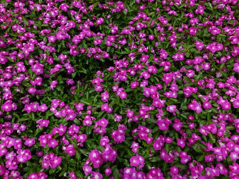 Flower beds, Sony Xperia Pro-I