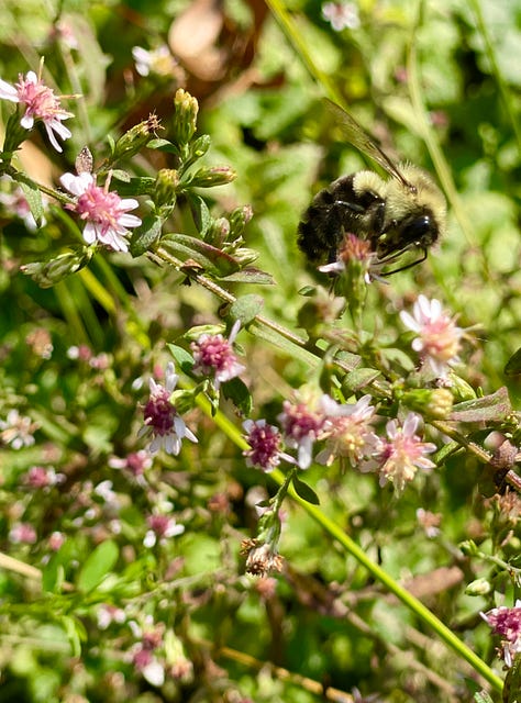 The Curb is now full of native asters: Panicle aster (Symphyotrichum lanceolatum), Smooth blue aster (Symphyotrichum laeve) & Calico aster (Symphyotrichum lateriflorum) were each covered in all sort of bees this week as they prepare for winter. 