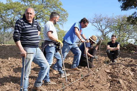 planting vineyards in Sardinia